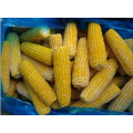 Nop EU Organic Frozen Sweet Corn Cut Super Sweet From China